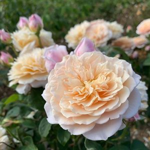 English-Garden-4-David-Austin-English-Rose