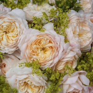 nature, roses, bouquet of roses-5863750.jpg